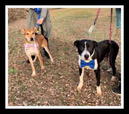 Bonded Pair picture 2