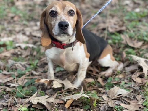 Beagle, Beagles picture 1
