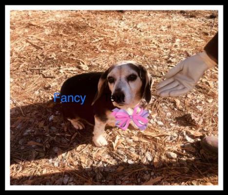 Beagle, Beagles picture 2