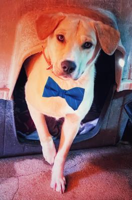 Asher - a yellow lab mx picture 2