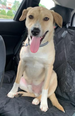 Asher - a yellow lab mx picture 1