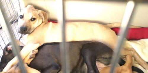 Lennox picture 3