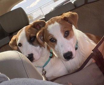 Aussie mix pups picture 1