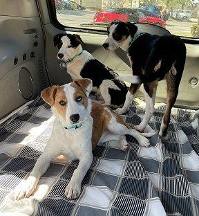 Aussie mix pups picture 3
