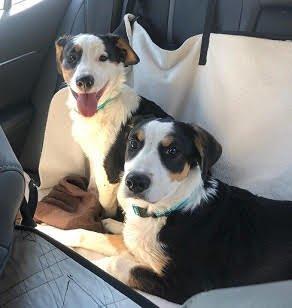 Aussie mix pups picture 4