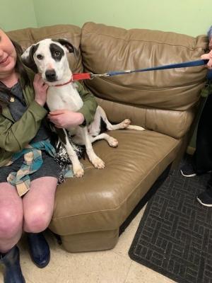 Adorable Bullseye picture 1