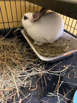 Fluffer Nutter picture 2