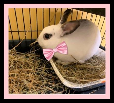 DWARF RABBIT picture 1