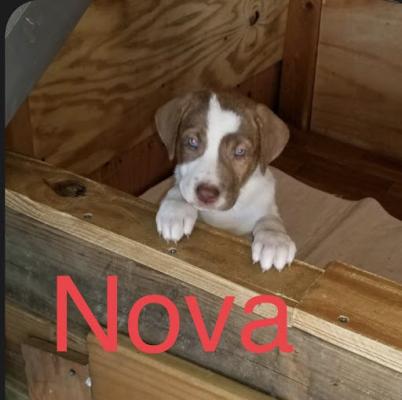 NOVA -Australian  Red Heeler picture 3