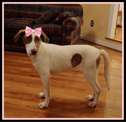 NOVA -Australian  Red Heeler picture 2