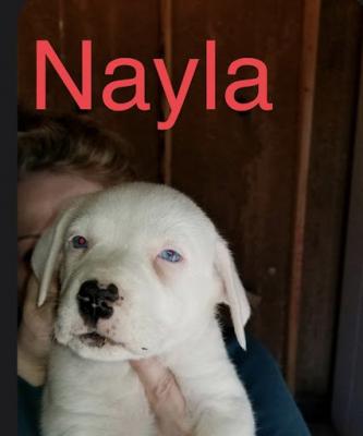NAYLA picture 3