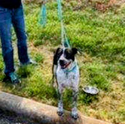 Dixie picture 2