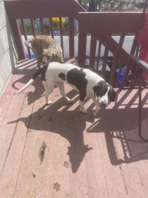 Bonded pairs picture 1