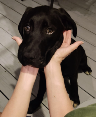 Newfound mx pup picture 2