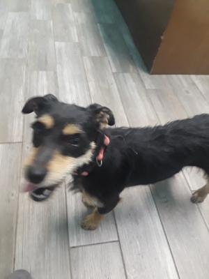 Dachshund wire haired Winnie picture 1