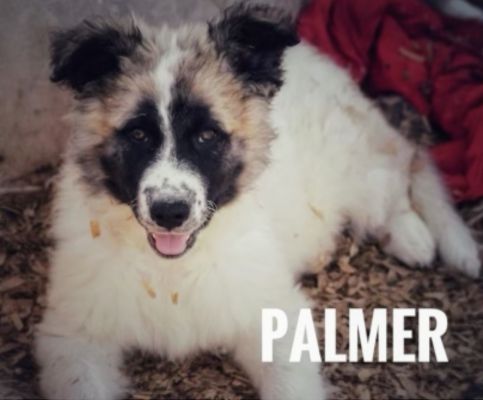 Palmer picture 2