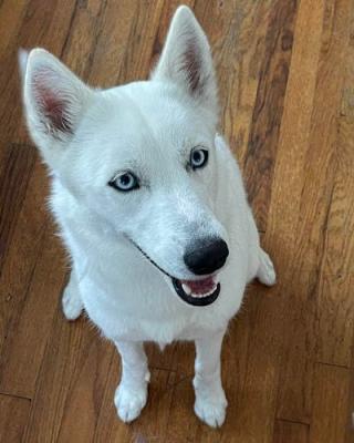 Bailey gorgeous blue eyes and great personality picture 1