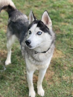 Husky named Wolfe picture 3