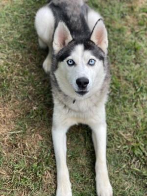 Husky named Wolfe picture 4