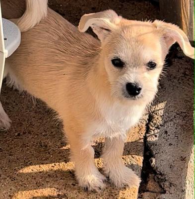 Chihuahua/Norfolk terrier named Roo picture 1