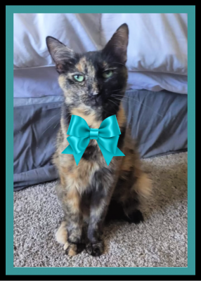 Pretty Kitty, Shelley picture 1