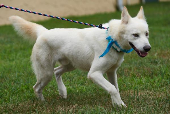 Carson - a Husky picture 3