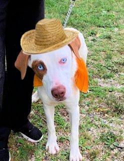 Lab, red heeler mix picture 2