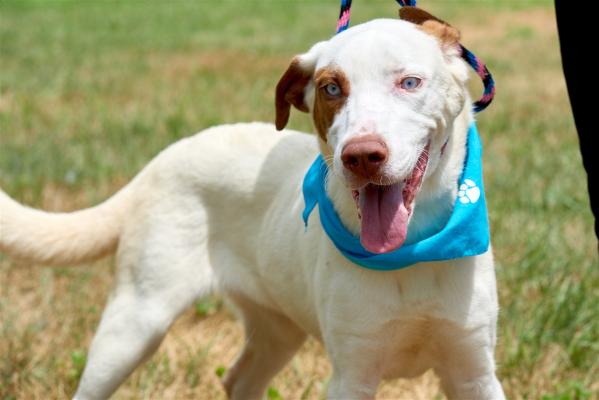 Lab, red heeler mix picture 1