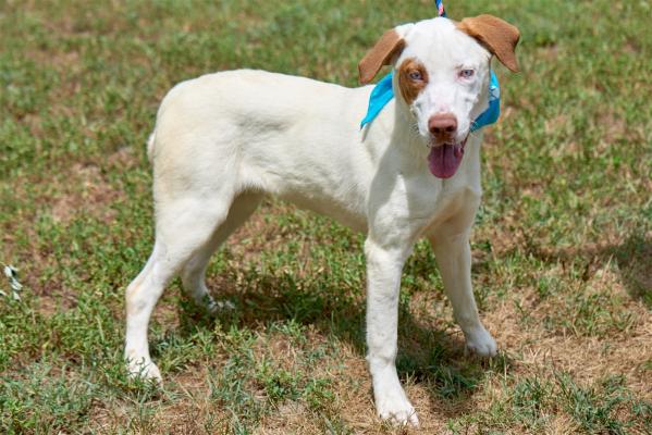 Lab, red heeler mix picture 4