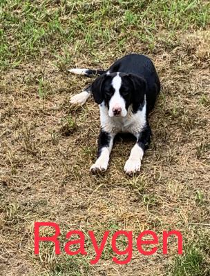Raygen picture 2