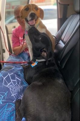 Bonded lab pair picture 3