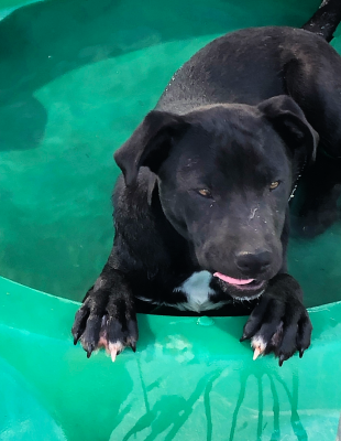 Bonded lab pair picture 4