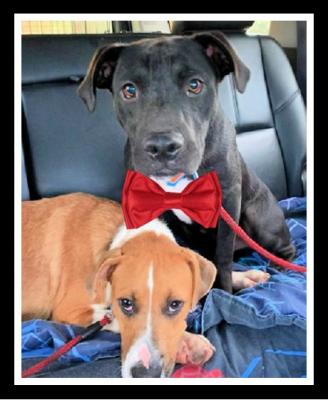 Bonded lab pair picture 2