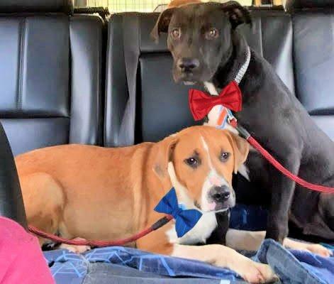Bonded lab pair picture 1