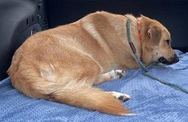 Shelby picture 3