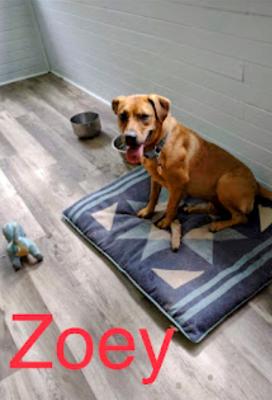 Zoey picture 2