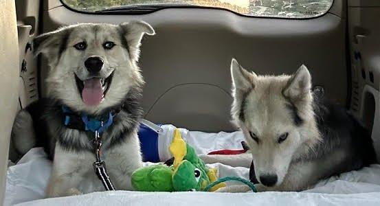 Bonded Huskies picture 3