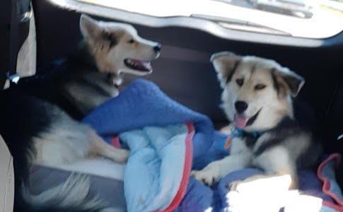 Bonded Huskies picture 4