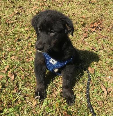 GRADY picture 1