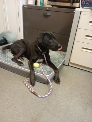 Black Labs female/male picture 2