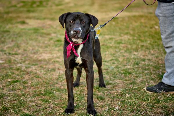 Black Labs,Black labs picture 3