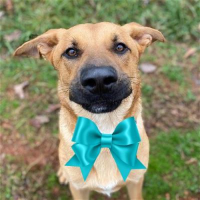 Yellow Lab mixes picture 1