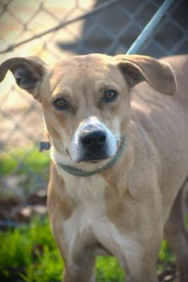 Yellow Lab mixes picture 3