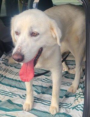 Great Pyrenees picture 3