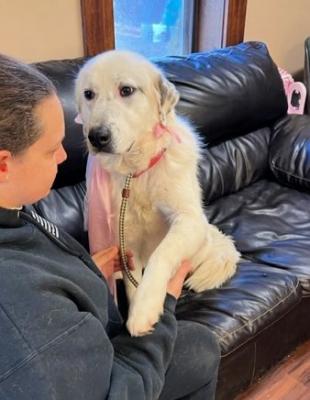 Great Pyrenees picture 1