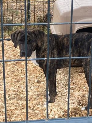 Roscoe picture 3