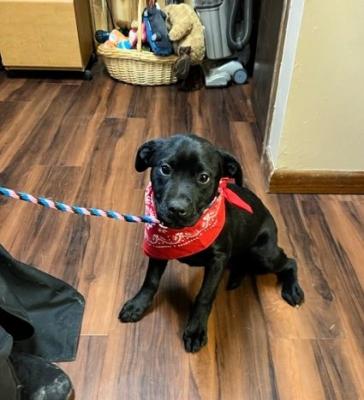 Billy sweet pup picture 1