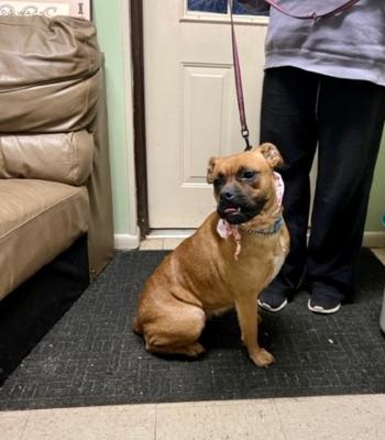 Boxer, Boxer picture 3