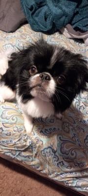 Dasher picture 2