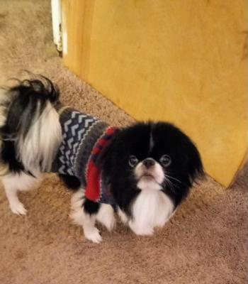 Dasher picture 1
